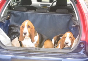 Bassets in boot