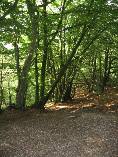 Wellington woods