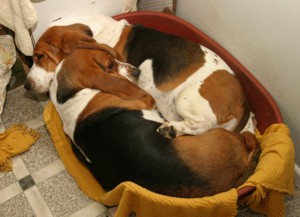Two bassets in same bed