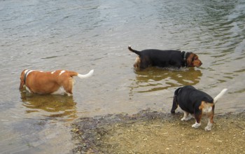 Bassets paddling