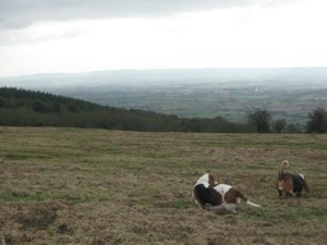 Quantock Hills