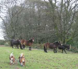 Ponies