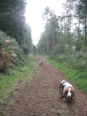 Quantocks