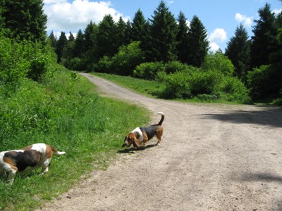 Ashmore woods