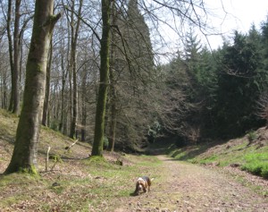 Crowcombe woods