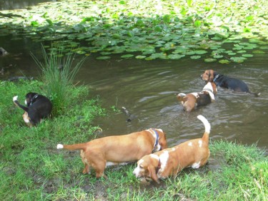 In the pond