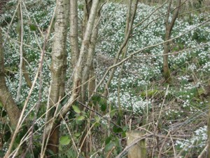 Snowdrops