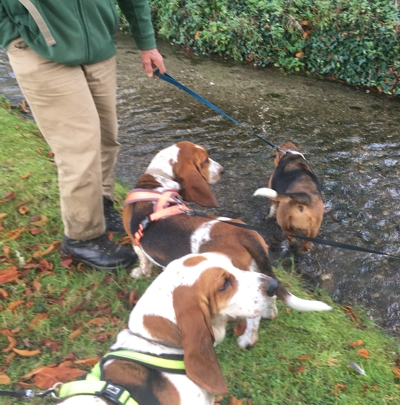 Cerne stream