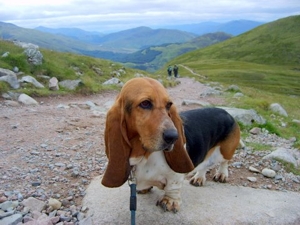 Ben Nevis basset