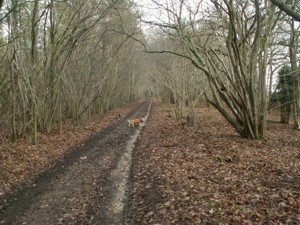 Dinton Woods