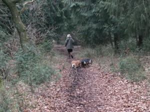 Dinton Woods