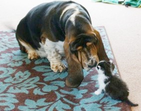 Fred + kitten