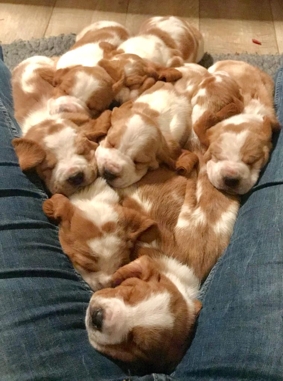 German puppies