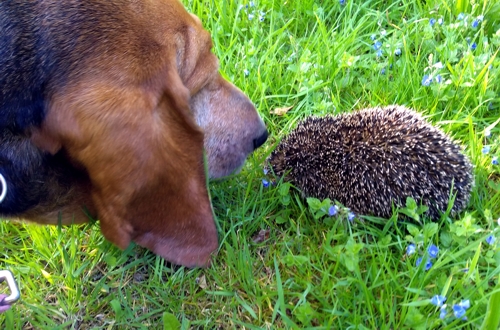 Hedgehog meets Harmony