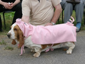 Basset dressed as pig